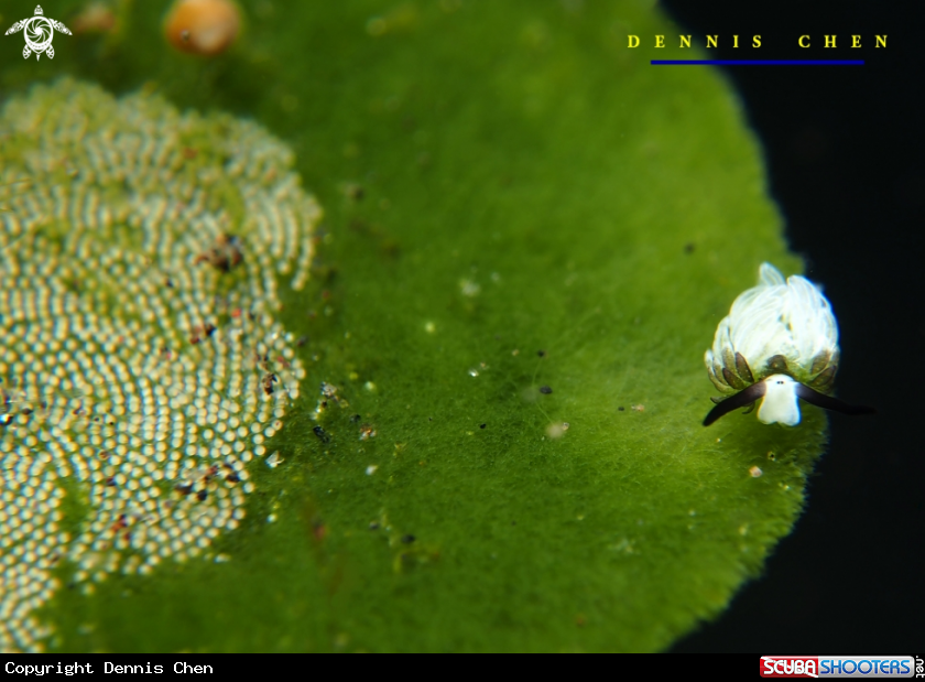 A Costasiella usagi