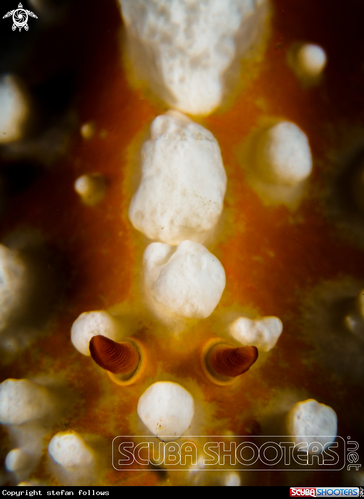 A Wart Slug