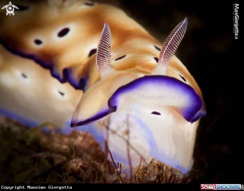 A nudibranch - Hipselodoris tryoni