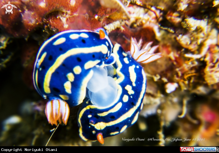 A Nudibranch