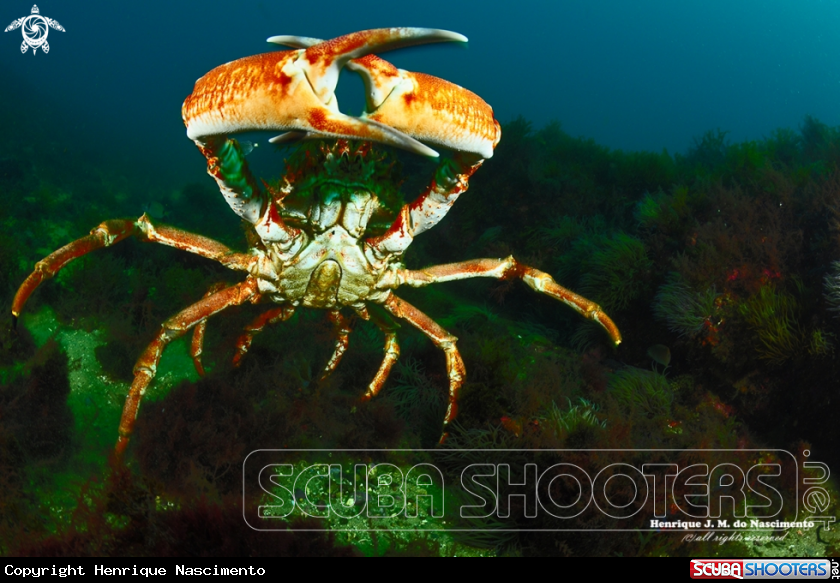 A Crab