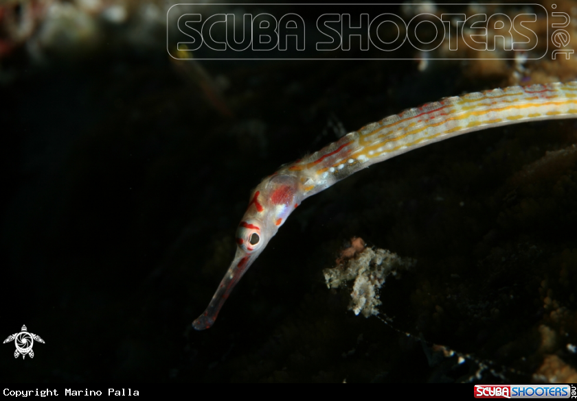 A Pipefish
