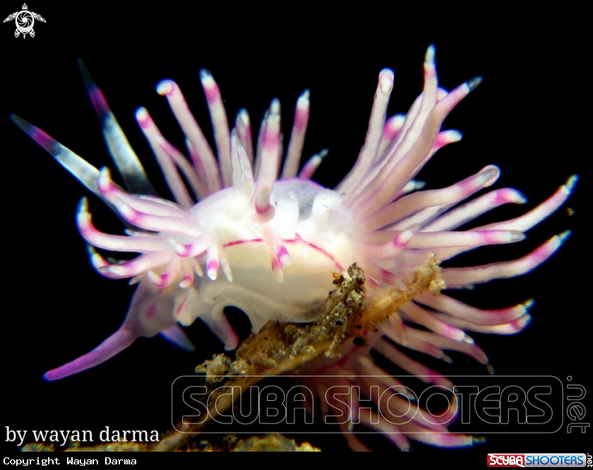 A nudibranch 