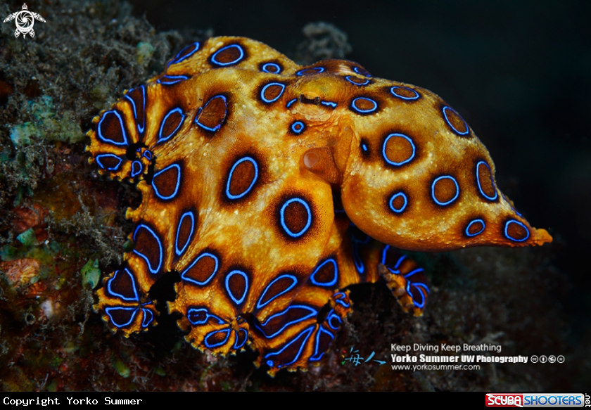 A Blueringed Octopus