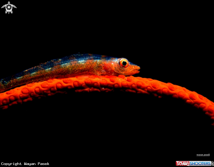 A goby