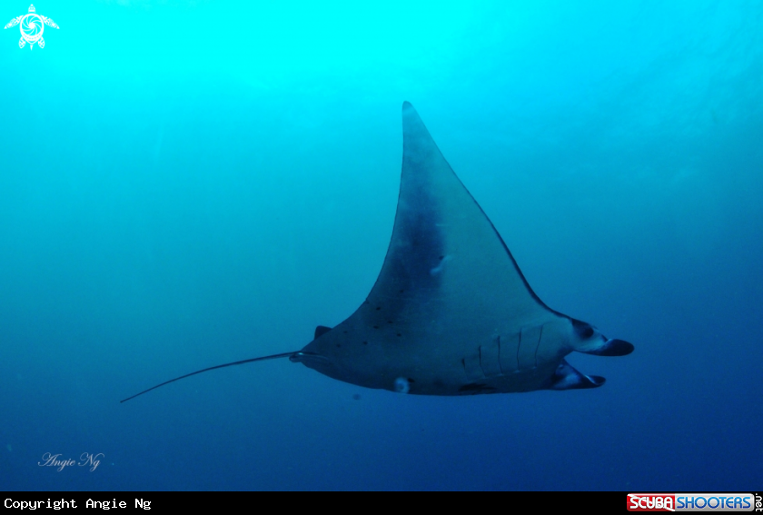 A Manta Ray.