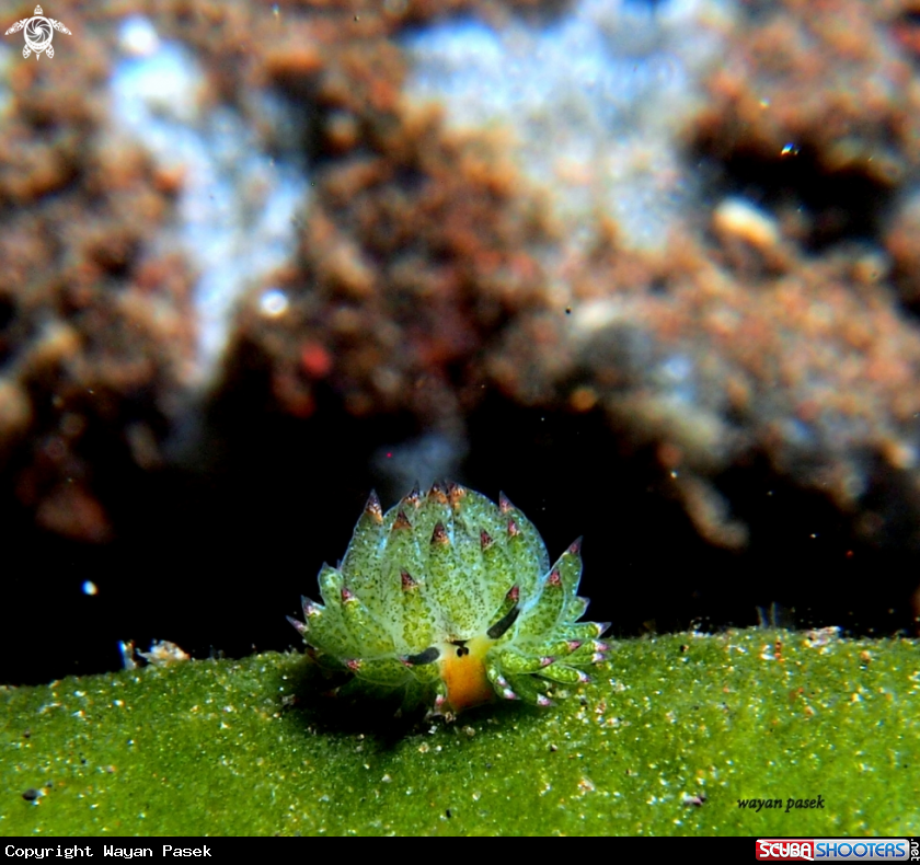 A cotasiella sp