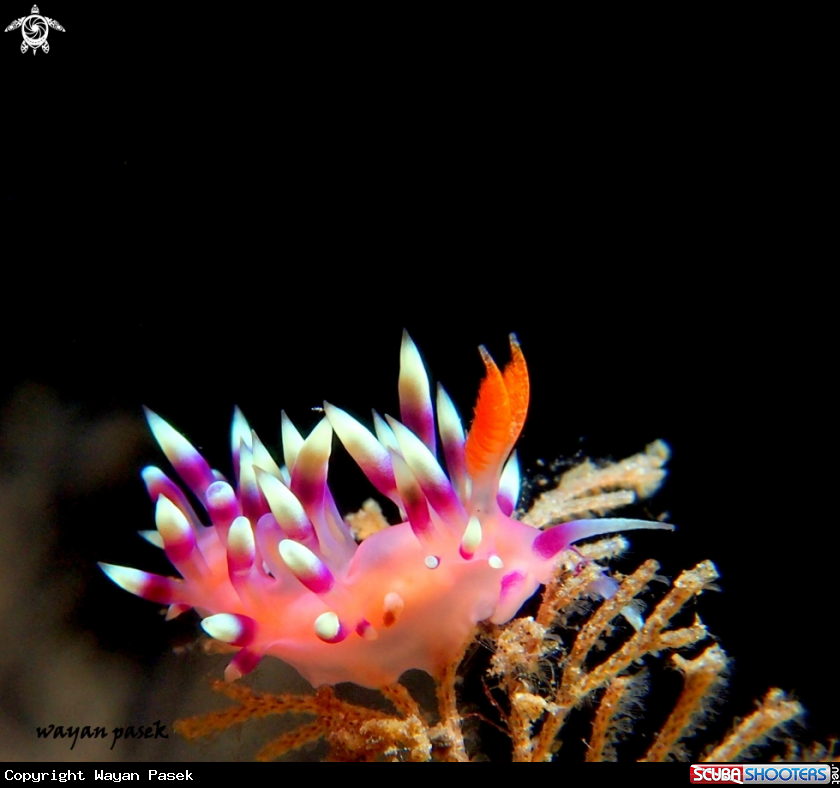 A Flabellina