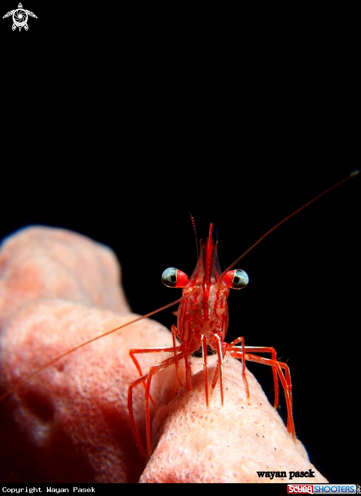 A shrimp
