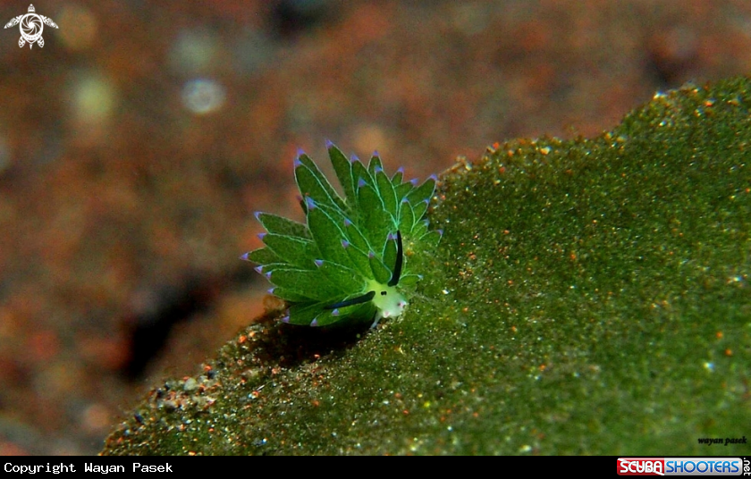 A costasiella