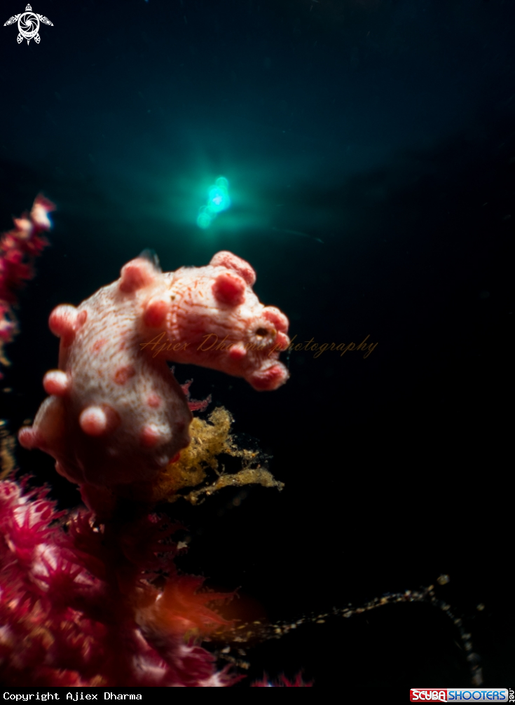 A pigmy sea horse 