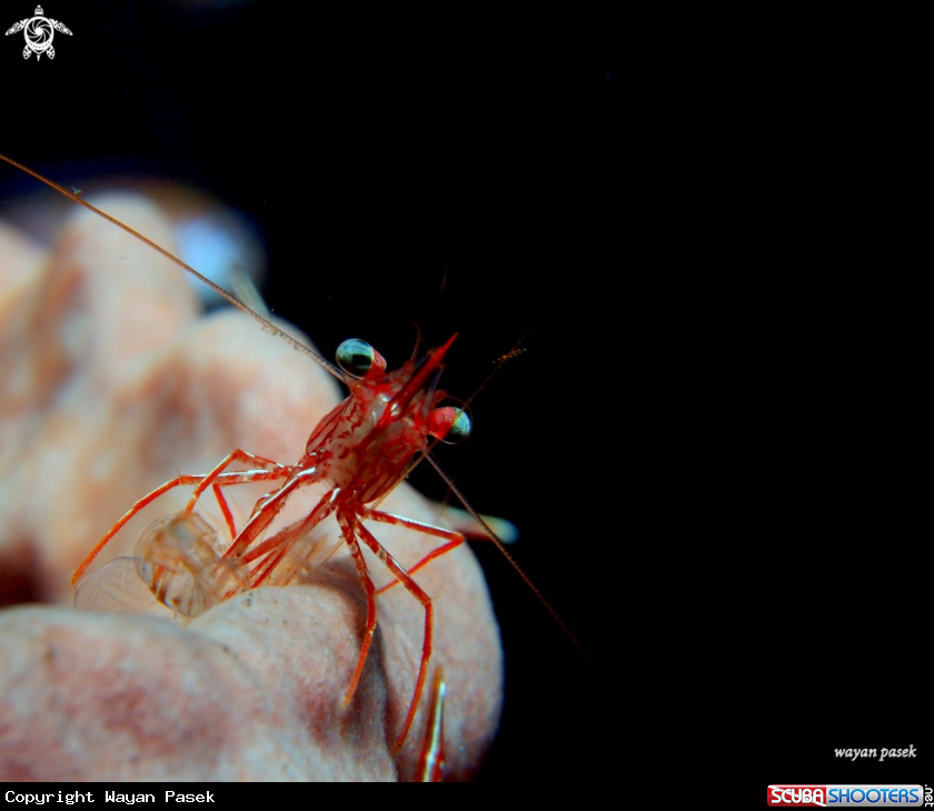 A shrimp