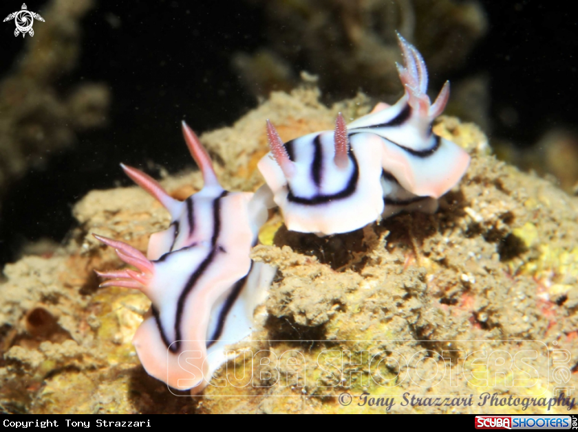 A Chromodoris lochi