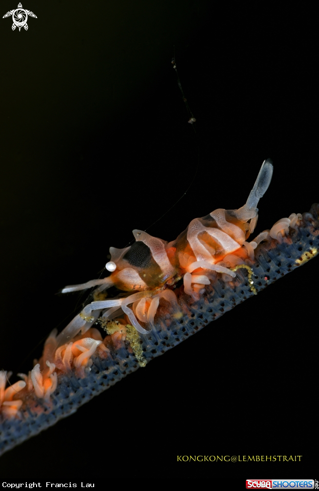 A Wire coral shrimp