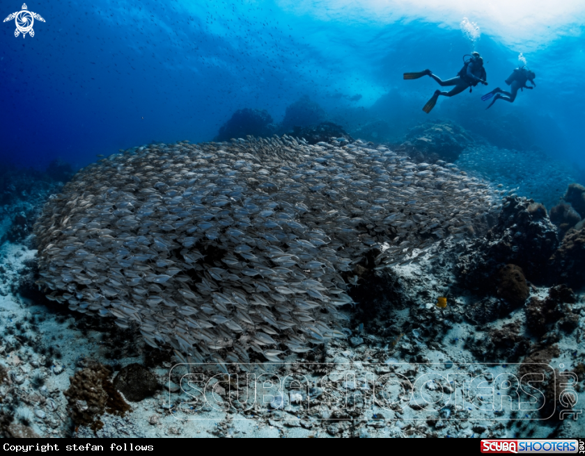 A Oxeye Scad