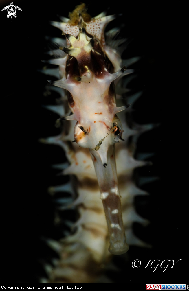 A seahorse