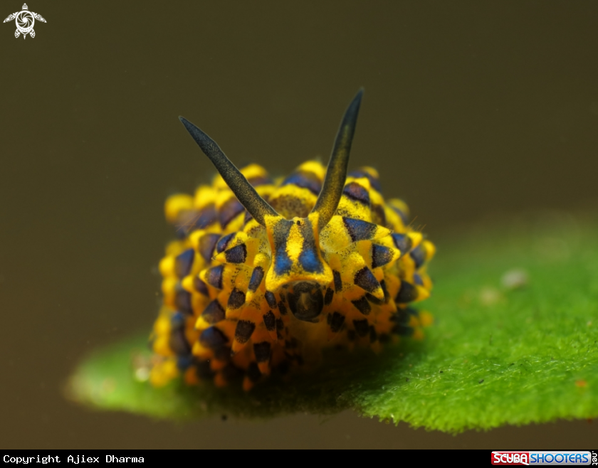 A stiliger ornatus 