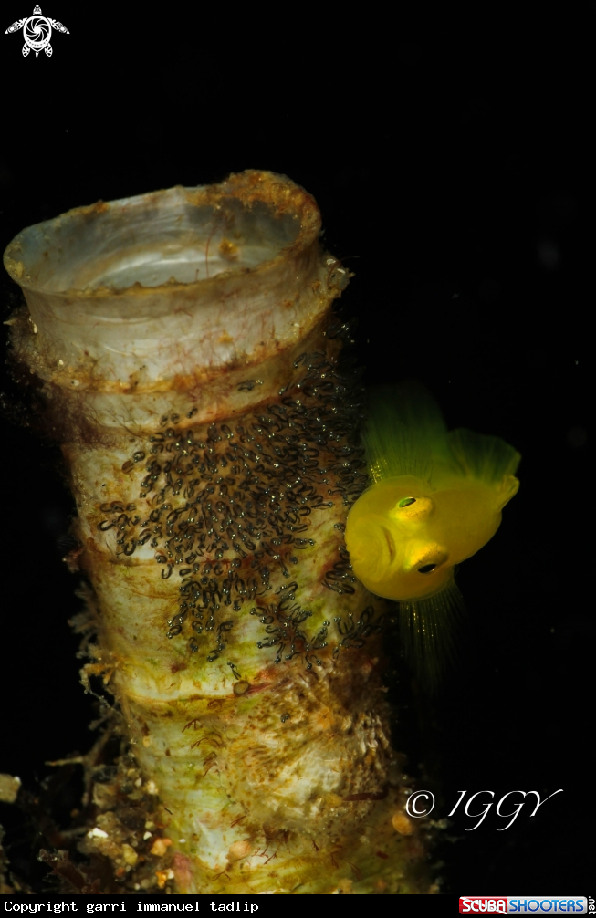 A yellow goby