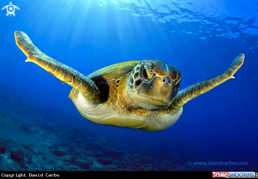 A Tortuga verde