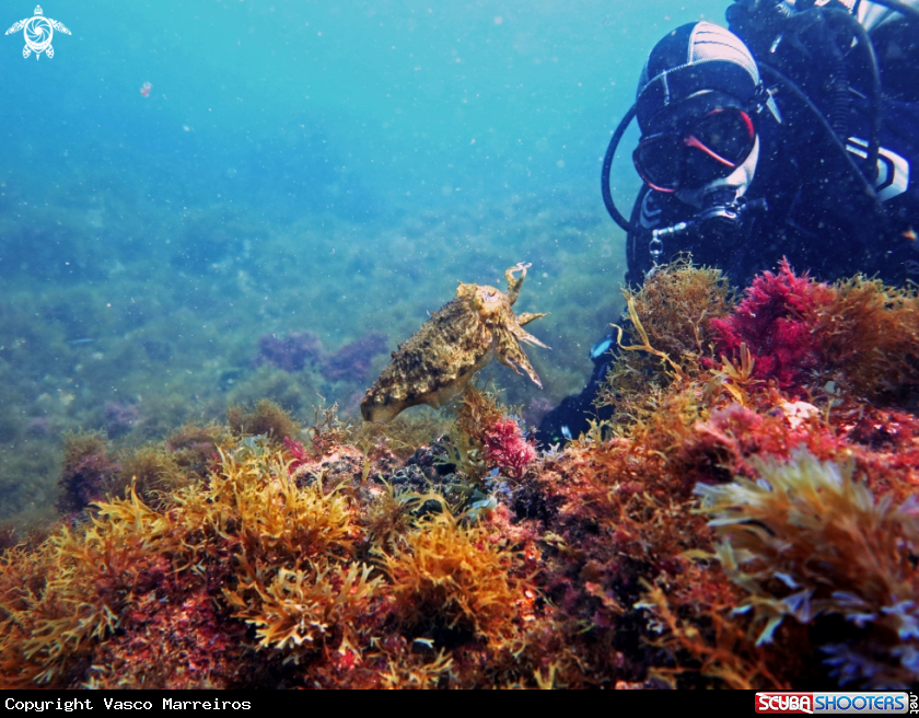 A Cuttlefish