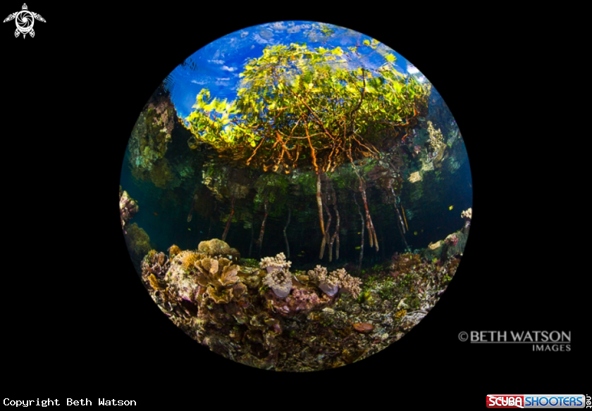 A Mangroves