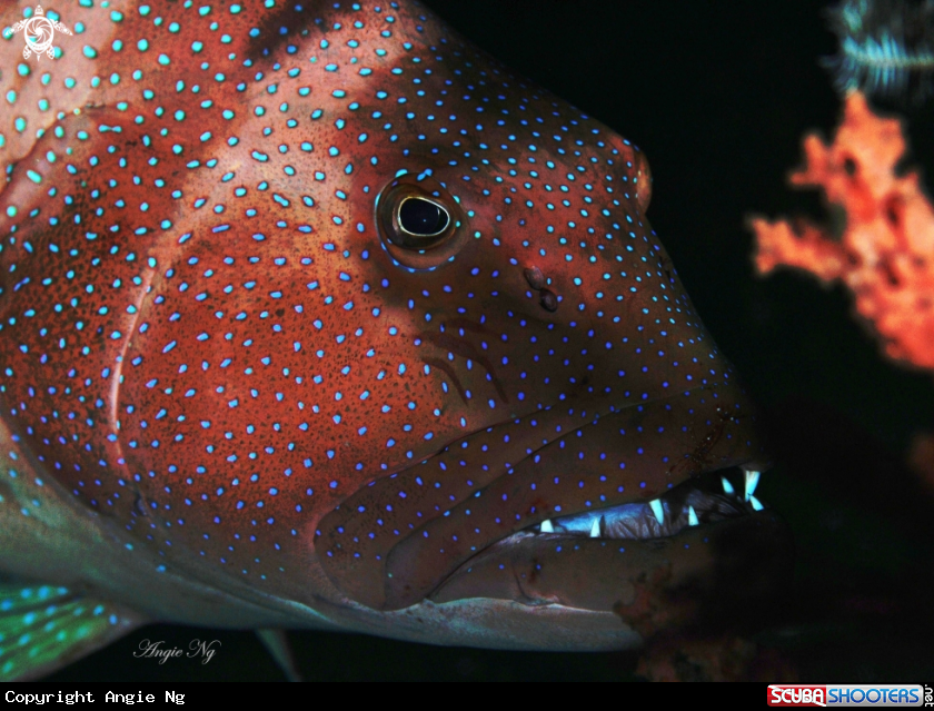 A Coral Grouper