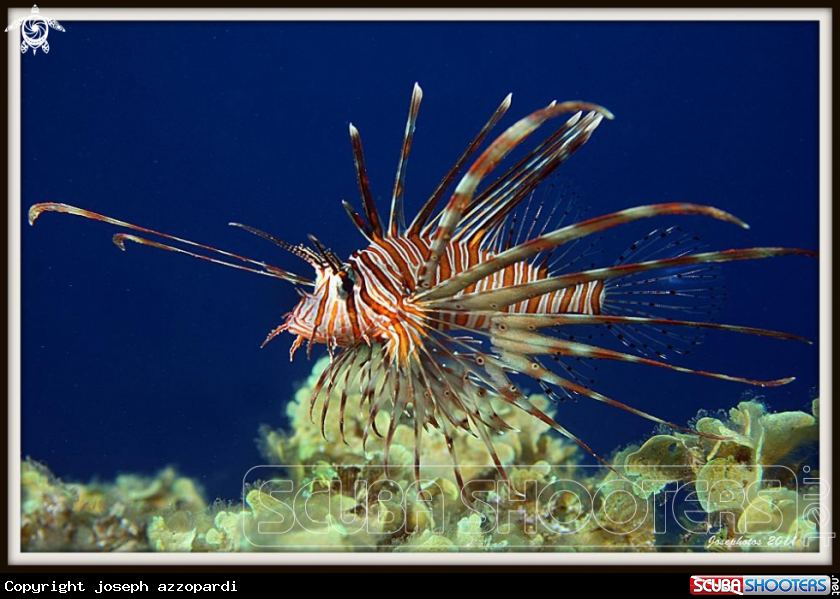 A lion fish