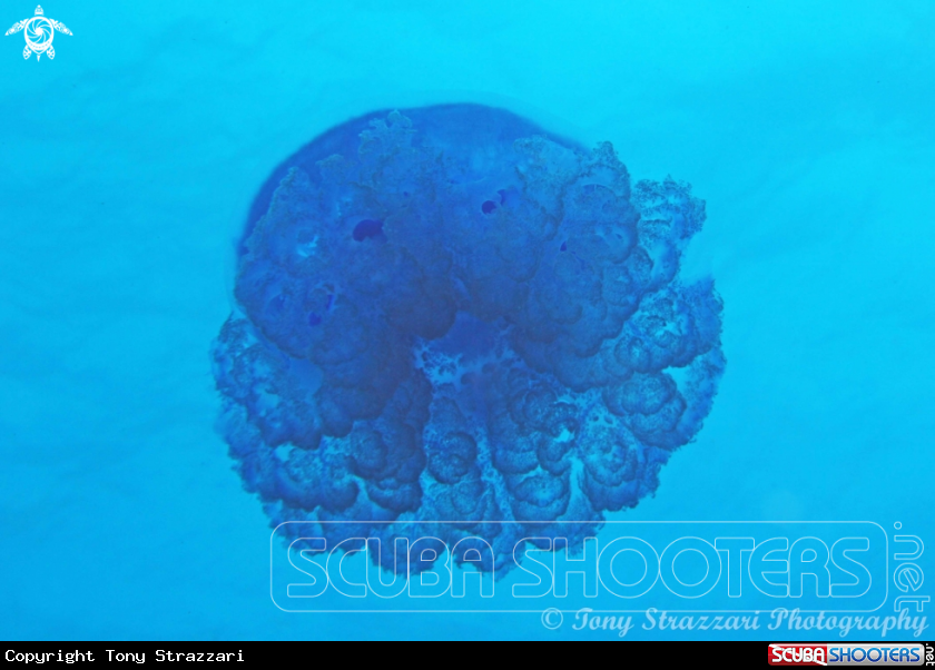 A Blue jellyfish