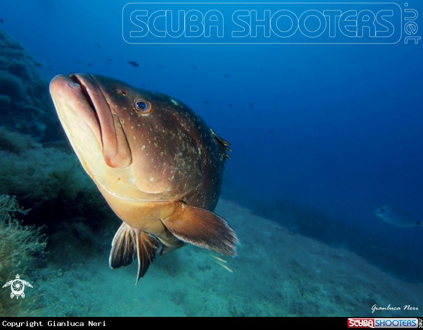 A Grouper