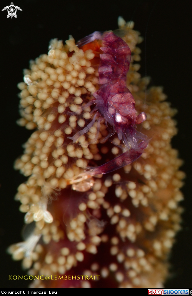 A Snapping Shrimp