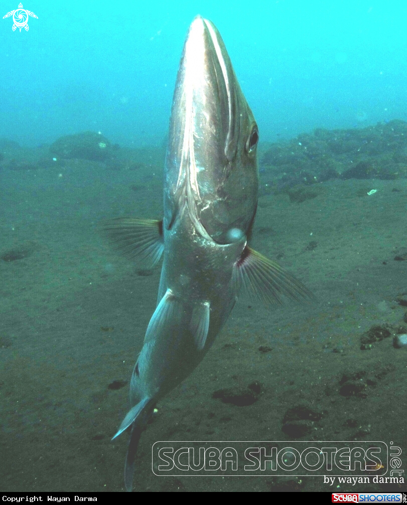 A Collision with barracuda 