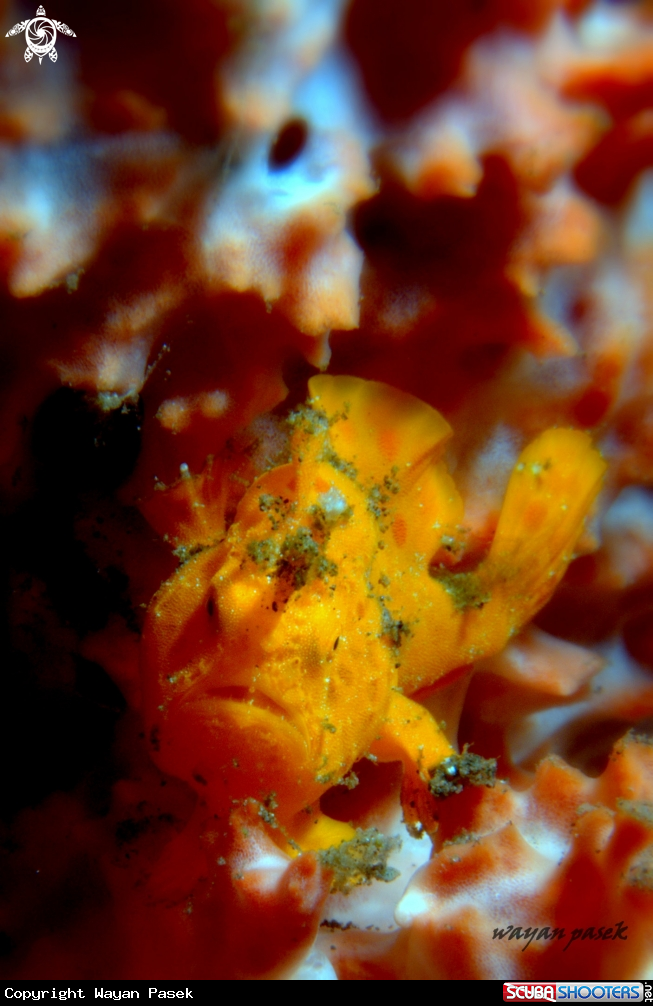 A Frogfish