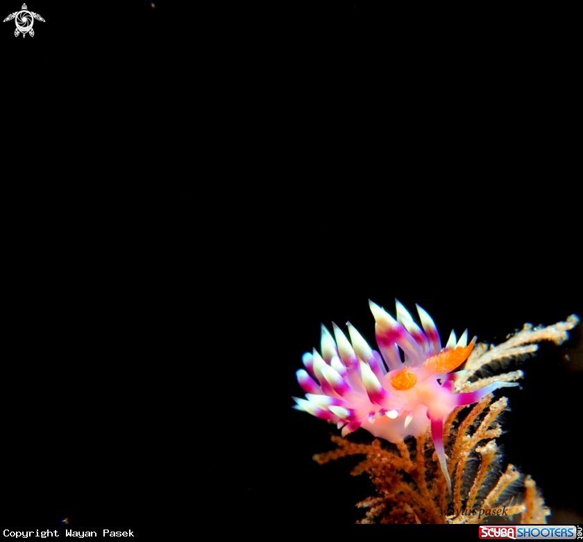 A Flabellina exoptata