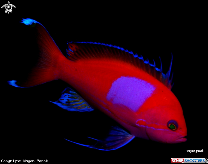 A squarespot Anthius