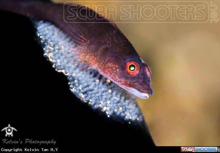A Goby