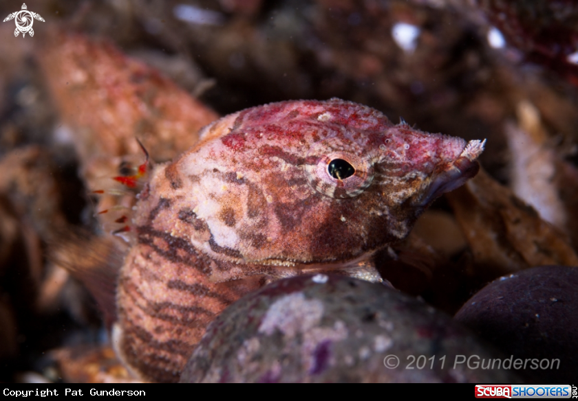 A Grunt Sculpin