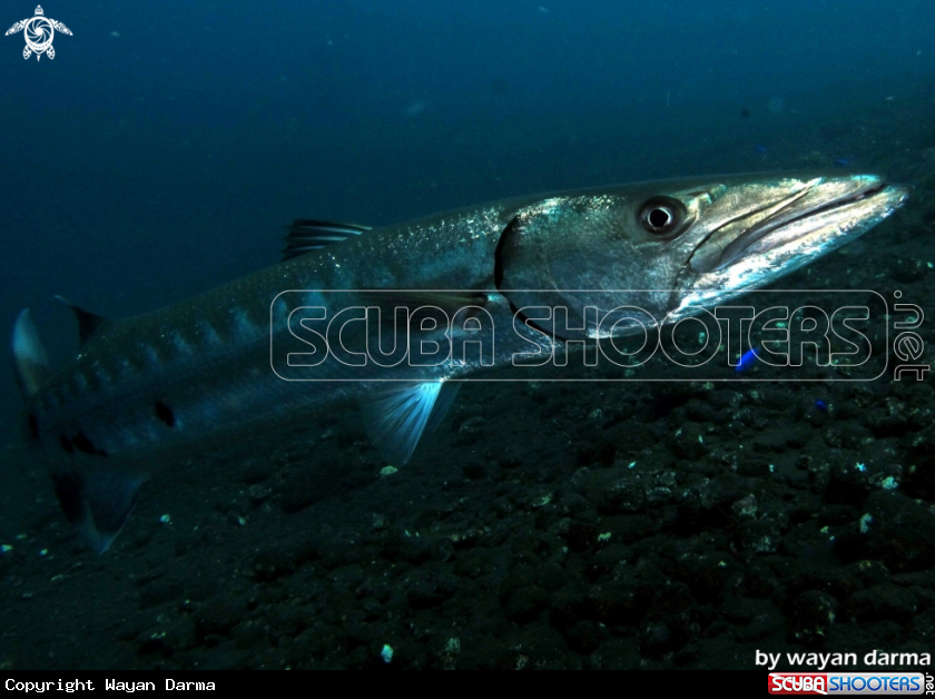 A barracuda 