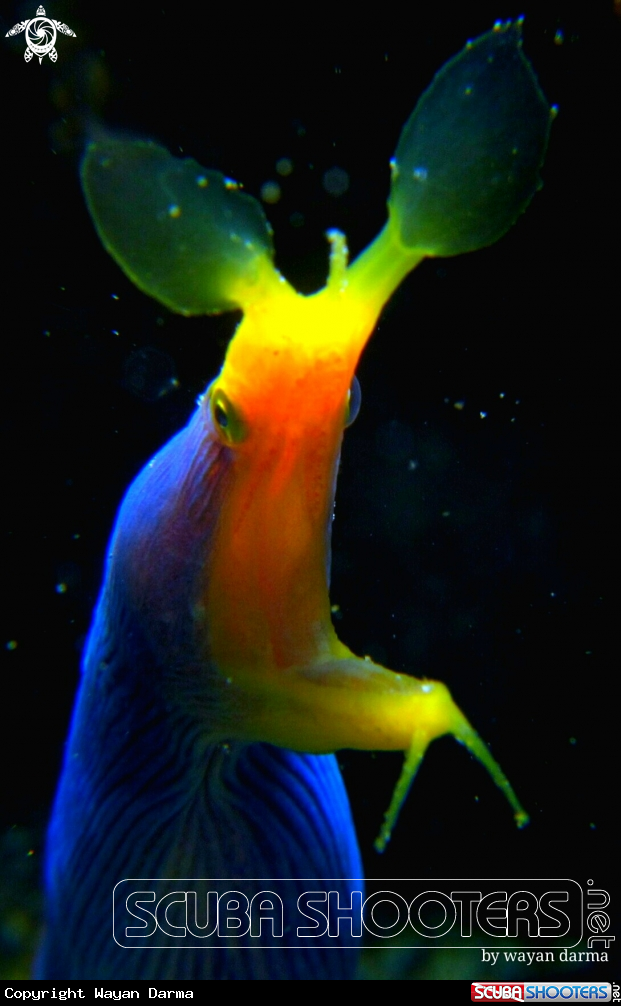 A Blueribbon ell 