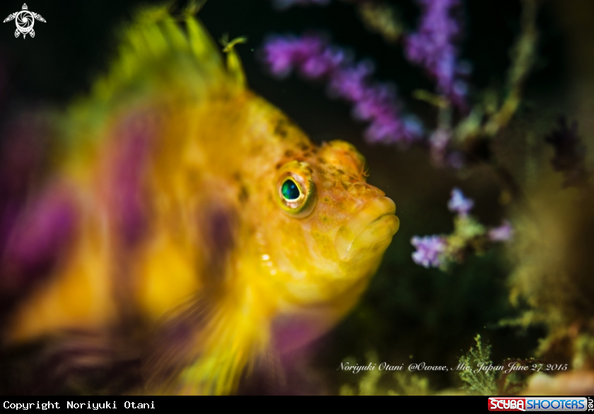 A Yellow hawkfish