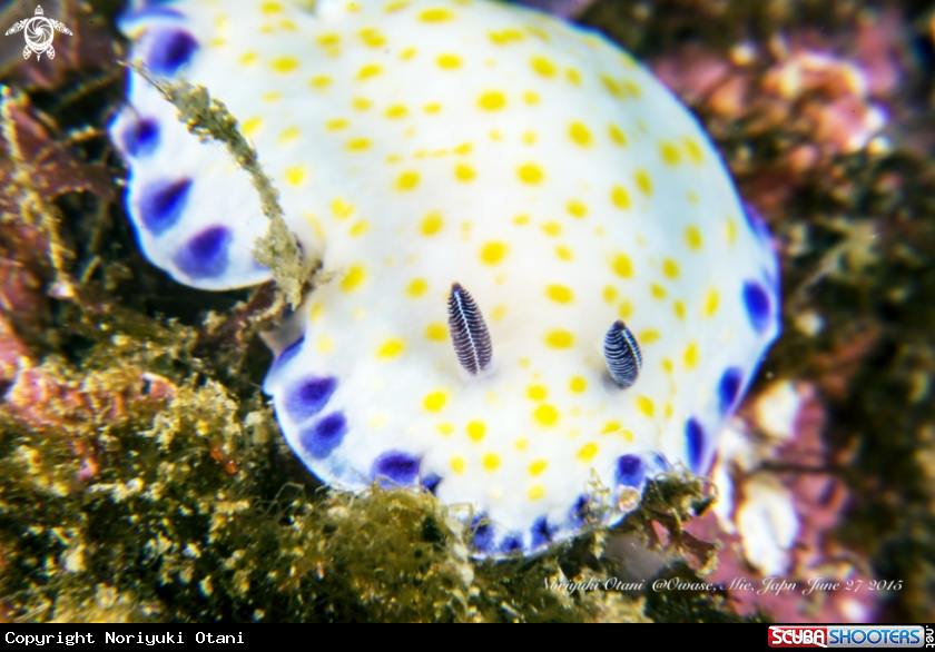 A Nudibranch