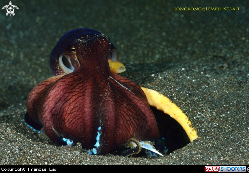 A Coconut Octopus