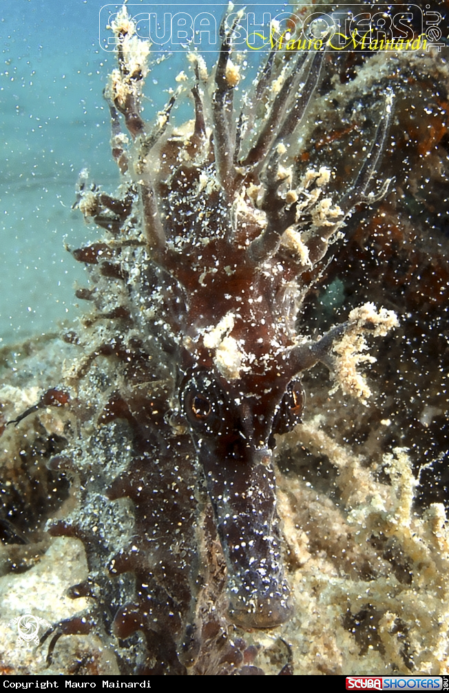A Sea horse