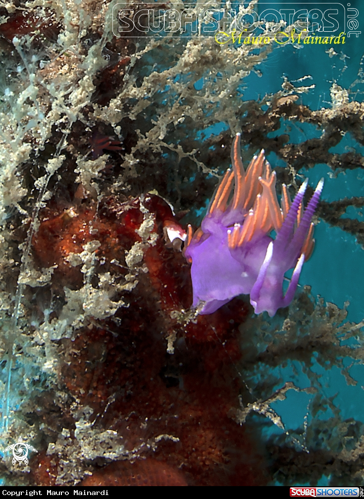 A Flabellina wide-angle