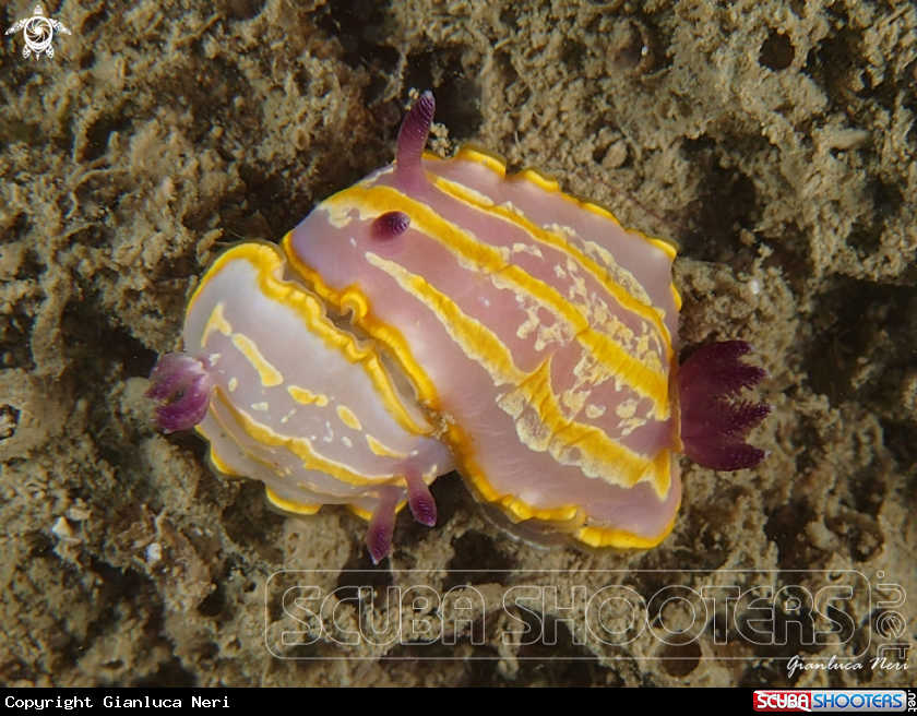 A Nudibranch
