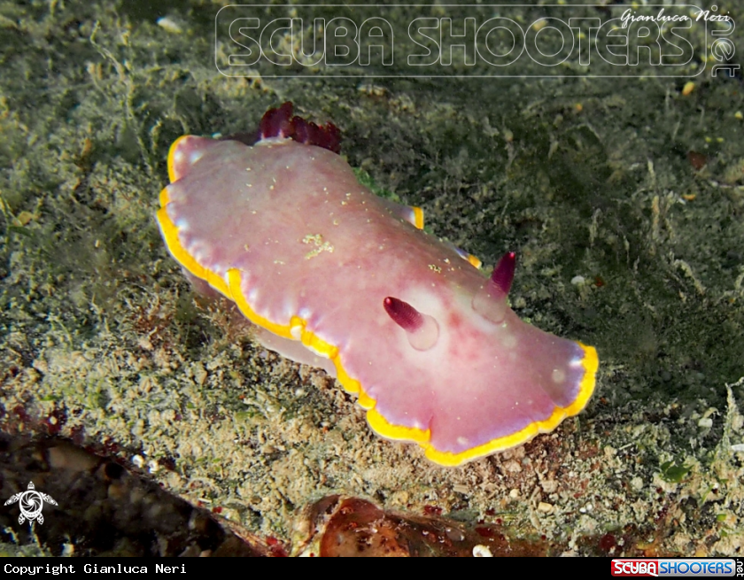 A Nudibranch