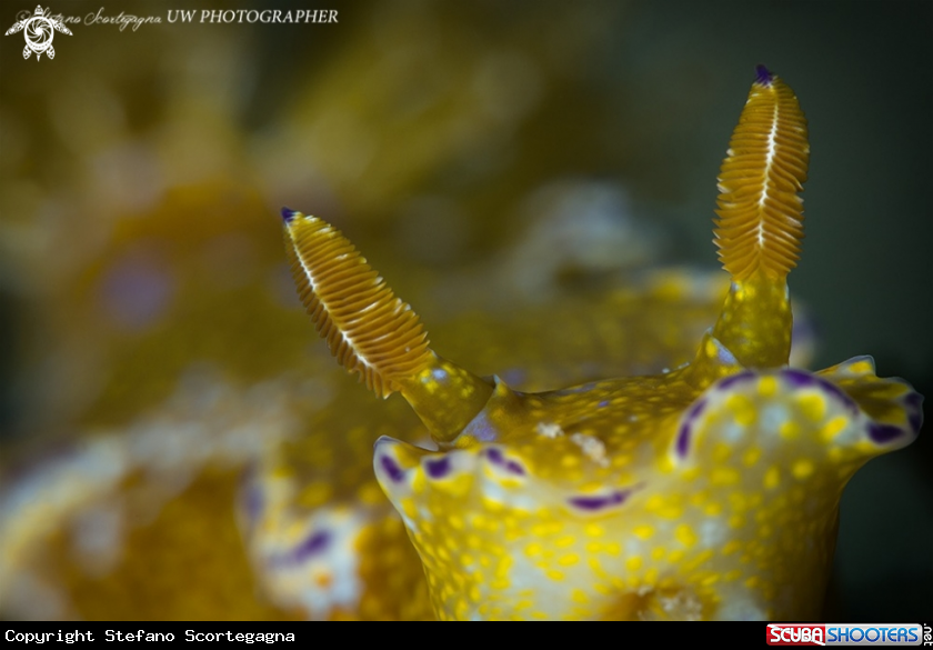 A Nudibranco
