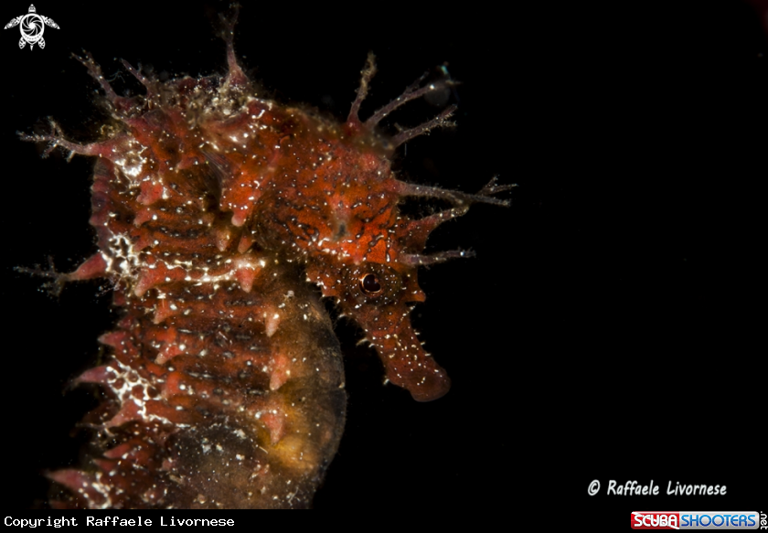 A Seahorse