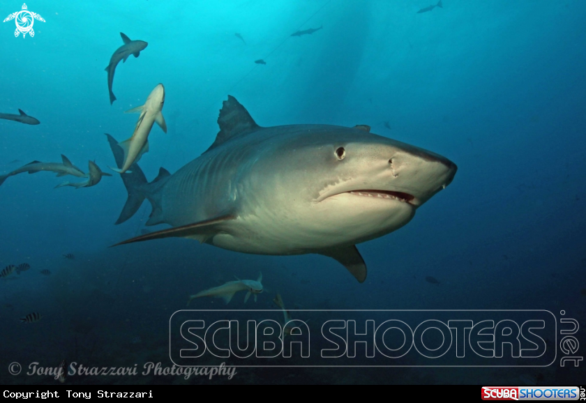 A Tiger Shark