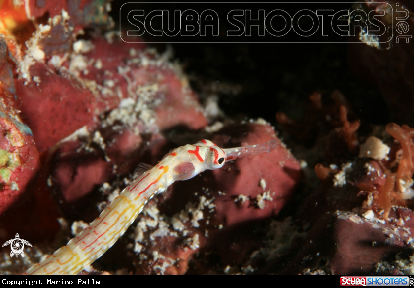 A Pipefish