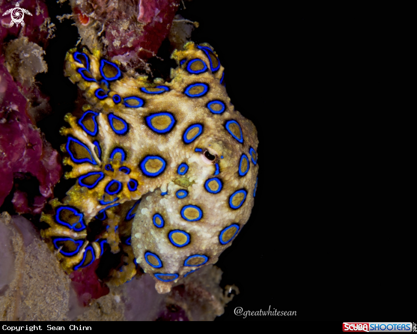 A Blue Ring Octopus